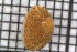  ( - ZMBN_106099)  @11 [ ] CreativeCommons - Attribution Non-Commercial Share-Alike (2015) University of Bergen University of Bergen, Natural History Collections