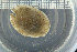  (Emarginula crassa - ZMBN_106153)  @11 [ ] CreativeCommons - Attribution Non-Commercial Share-Alike (2015) University of Bergen University of Bergen, Natural History Collections