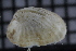  ( - ZMBN_106368)  @11 [ ] CreativeCommons - Attribution Non-Commercial Share-Alike (2017) University of Bergen Natural History Collections