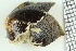  ( - ZMBN_106374)  @11 [ ] CreativeCommons - Attribution Non-Commercial Share-Alike (2017) University of Bergen Natural History Collections