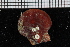  ( - ZMBN_106376)  @11 [ ] CreativeCommons - Attribution Non-Commercial Share-Alike (2017) University of Bergen Natural History Collections