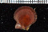  ( - ZMBN_106376)  @11 [ ] CreativeCommons - Attribution Non-Commercial Share-Alike (2017) University of Bergen Natural History Collections