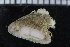  ( - ZMBN_106379)  @11 [ ] CreativeCommons - Attribution Non-Commercial Share-Alike (2017) University of Bergen Natural History Collections