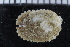  ( - ZMBN_106379)  @11 [ ] CreativeCommons - Attribution Non-Commercial Share-Alike (2017) University of Bergen Natural History Collections