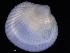  ( - ZMBN_123833)  @11 [ ] CreativeCommons - Attribution Non-Commercial Share-Alike (2018) University of Bergen Natural History Collections