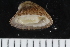  ( - ZMBN_125131)  @11 [ ] CreativeCommons - Attribution Non-Commercial Share-Alike (2018) University of Bergen Natural History Collections