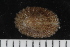  ( - ZMBN_125131)  @11 [ ] CreativeCommons - Attribution Non-Commercial Share-Alike (2018) University of Bergen Natural History Collections