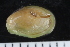  ( - ZMBN_125142)  @11 [ ] CreativeCommons - Attribution Non-Commercial Share-Alike (2018) University of Bergen Natural History Collections