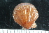  ( - ZMBN_125144)  @11 [ ] CreativeCommons - Attribution Non-Commercial Share-Alike (2018) University of Bergen Natural History Collections