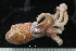  ( - ZMBN_125151)  @11 [ ] CreativeCommons - Attribution Non-Commercial Share-Alike (2018) University of Bergen Natural History Collections