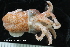  ( - ZMBN_125151)  @11 [ ] CreativeCommons - Attribution Non-Commercial Share-Alike (2018) University of Bergen Natural History Collections