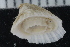  ( - ZMBN_125162)  @11 [ ] CreativeCommons - Attribution Non-Commercial Share-Alike (2018) University of Bergen Natural History Collections