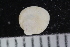  ( - ZMBN_125172)  @11 [ ] CreativeCommons - Attribution Non-Commercial Share-Alike (2018) University of Bergen Natural History Collections