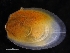  ( - ZMBN_125199)  @11 [ ] CreativeCommons - Attribution Non-Commercial Share-Alike (2018) University of Bergen Natural History Collections