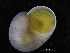  ( - ZMBN_125203)  @11 [ ] CreativeCommons - Attribution Non-Commercial Share-Alike (2018) University of Bergen Natural History Collections