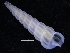  ( - ZMBN_125223)  @11 [ ] CreativeCommons - Attribution Non-Commercial Share-Alike (2018) University of Bergen Natural History Collections