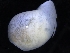  ( - ZMBN_125239)  @11 [ ] CreativeCommons - Attribution Non-Commercial Share-Alike (2018) University of Bergen Natural History Collections