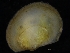  ( - ZMBN_125261)  @11 [ ] CreativeCommons - Attribution Non-Commercial Share-Alike (2018) University of Bergen Natural History Collections