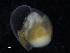  ( - ZMBN_125262)  @11 [ ] CreativeCommons - Attribution Non-Commercial Share-Alike (2018) University of Bergen Natural History Collections