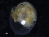  ( - ZMBN_125262)  @11 [ ] CreativeCommons - Attribution Non-Commercial Share-Alike (2018) University of Bergen Natural History Collections