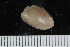  ( - ZMBN_125264)  @11 [ ] CreativeCommons - Attribution Non-Commercial Share-Alike (2018) University of Bergen Natural History Collections