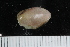  ( - ZMBN_125264)  @11 [ ] CreativeCommons - Attribution Non-Commercial Share-Alike (2018) University of Bergen Natural History Collections