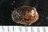  (Musculus glacialis - ZMBN_125271)  @11 [ ] CreativeCommons - Attribution Non-Commercial Share-Alike (2018) University of Bergen Natural History Collections