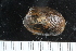  ( - ZMBN_125271)  @11 [ ] CreativeCommons - Attribution Non-Commercial Share-Alike (2018) University of Bergen Natural History Collections