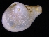  ( - ZMBN_125274)  @11 [ ] CreativeCommons - Attribution Non-Commercial Share-Alike (2018) University of Bergen Natural History Collections