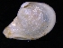  ( - ZMBN_125274)  @11 [ ] CreativeCommons - Attribution Non-Commercial Share-Alike (2018) University of Bergen Natural History Collections