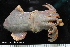  ( - ZMBN_125296)  @11 [ ] CreativeCommons - Attribution Non-Commercial Share-Alike (2018) University of Bergen Natural History Collections