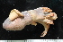  ( - ZMBN_125296)  @11 [ ] CreativeCommons - Attribution Non-Commercial Share-Alike (2018) University of Bergen Natural History Collections