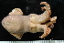  ( - ZMBN_125296)  @11 [ ] CreativeCommons - Attribution Non-Commercial Share-Alike (2018) University of Bergen Natural History Collections