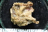  ( - ZMBN_125297)  @11 [ ] CreativeCommons - Attribution Non-Commercial Share-Alike (2018) University of Bergen Natural History Collections