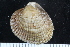  ( - ZMBN_125298)  @11 [ ] CreativeCommons - Attribution Non-Commercial Share-Alike (2018) University of Bergen Natural History Collections