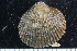  ( - ZMBN_125301)  @11 [ ] CreativeCommons - Attribution Non-Commercial Share-Alike (2018) University of Bergen Natural History Collections