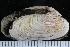  ( - ZMBN_125302)  @11 [ ] CreativeCommons - Attribution Non-Commercial Share-Alike (2018) University of Bergen Natural History Collections