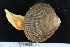  ( - ZMBN_125307)  @11 [ ] CreativeCommons - Attribution Non-Commercial Share-Alike (2018) University of Bergen Natural History Collections