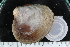  ( - ZMBN_125315)  @11 [ ] CreativeCommons - Attribution Non-Commercial Share-Alike (2018) University of Bergen Natural History Collections