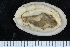  ( - ZMBN_125321)  @11 [ ] CreativeCommons - Attribution Non-Commercial Share-Alike (2018) University of Bergen Natural History Collections