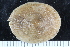  ( - ZMBN_125321)  @11 [ ] CreativeCommons - Attribution Non-Commercial Share-Alike (2018) University of Bergen Natural History Collections