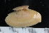  ( - ZMBN_125323)  @11 [ ] CreativeCommons - Attribution Non-Commercial Share-Alike (2018) University of Bergen Natural History Collections