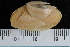  ( - ZMBN_125323)  @11 [ ] CreativeCommons - Attribution Non-Commercial Share-Alike (2018) University of Bergen Natural History Collections