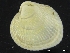  ( - ZMBN_126458)  @11 [ ] CreativeCommons - Attribution Non-Commercial Share-Alike (2019) University of Bergen University of Bergen, Natural History Collections