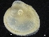 ( - ZMBN_126462)  @11 [ ] CreativeCommons - Attribution Non-Commercial Share-Alike (2019) University of Bergen University of Bergen, Natural History Collections