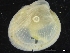  ( - ZMBN_126462)  @11 [ ] CreativeCommons - Attribution Non-Commercial Share-Alike (2019) University of Bergen University of Bergen, Natural History Collections
