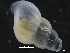  ( - ZMBN_126467)  @11 [ ] CreativeCommons - Attribution Non-Commercial Share-Alike (2019) University of Bergen University of Bergen, Natural History Collections