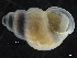  ( - ZMBN_126494)  @11 [ ] CreativeCommons - Attribution Non-Commercial Share-Alike (2019) University of Bergen University of Bergen, Natural History Collections