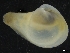  (Cuspidaria sp - ZMBN_126503)  @11 [ ] CreativeCommons - Attribution Non-Commercial Share-Alike (2019) University of Bergen University of Bergen, Natural History Collections
