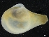  ( - ZMBN_126503)  @11 [ ] CreativeCommons - Attribution Non-Commercial Share-Alike (2019) University of Bergen University of Bergen, Natural History Collections